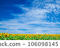 Sunflower field and blue sky 106098145