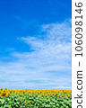 Sunflower field and blue sky 106098146