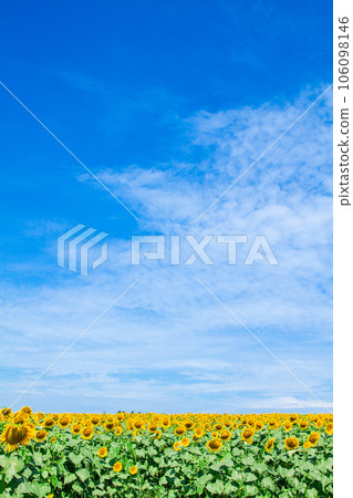 Sunflower field and blue sky 106098146