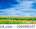 Sunflower field and blue sky 106098147