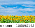 Sunflower field and blue sky 106098148