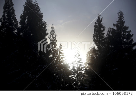 The sun shines thinly through the misty coniferous forest The sun shines thinly through the misty coniferous forest 106098172