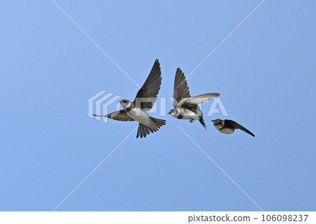 黑燕㉔（北海道） 106098237