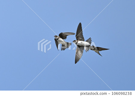 Shodo Swallow ㉕（北海道） 106098238