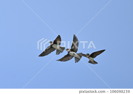 黑燕㉖（北海道） 106098239