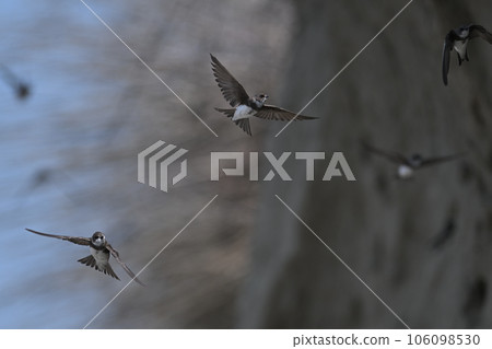 Shodo Swallow㉟（北海道） 106098530