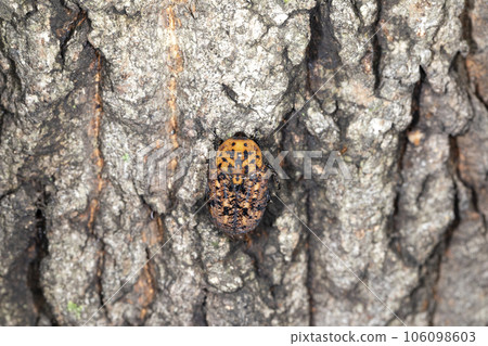 Akamadara Kohane 106098603