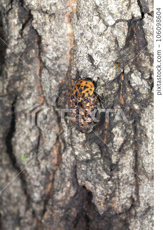 Akamadara Kohane Akamadara Kohane 106098604