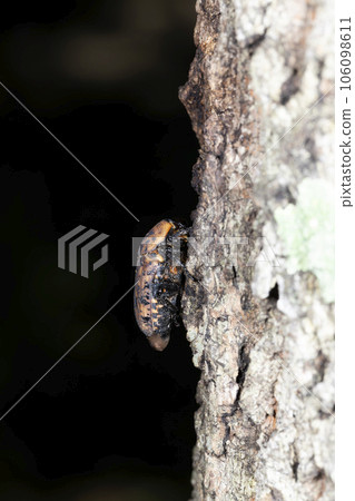 Akamadara Kohane 106098611