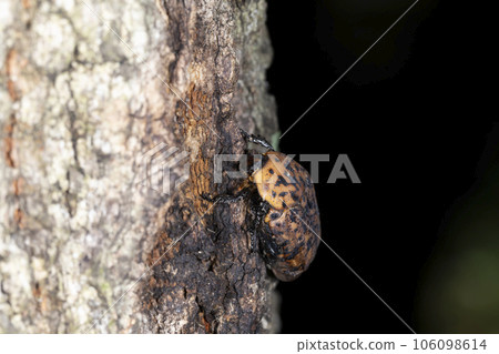 Akamadara Kohane 106098614