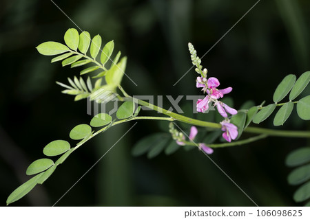 木立小綱 木立小綱 106098625