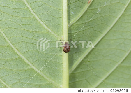 Kuroobika 撒哈拉馬鈴薯甲蟲 106098626