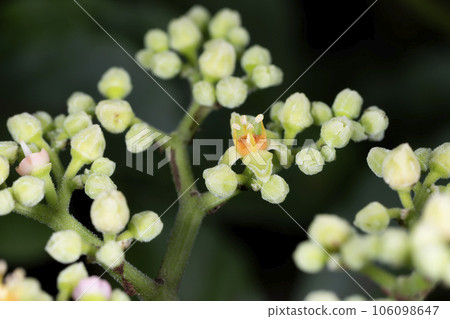 Yakugarashi 106098647