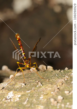 A female Orchid wasp that raises her waist and pierces a tree with her long ovipositor (natural light + strobe/macro photography) 106098929