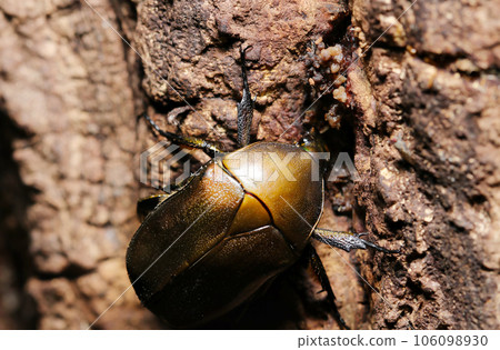 A copper-brown cannabun that was sucking the sap of a sawtooth oak (natural light + strobe + macro photography) A copper-brown cannabun that was sucking the sap of a sawtooth oak (natural light + strobe + macro photography) 106098930