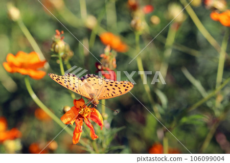 A leopard butterfly sucking nectar from a yellow cosmos flower (using a macro lens, outdoor close-up image) A leopard butterfly sucking nectar from a yellow cosmos flower (using a macro lens, outdoor close-up image) 106099004