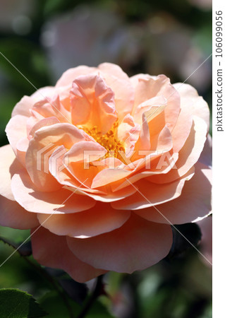 Pale pink rose "Sangerhauser Ubileum Slose (Germany) flower close up (natural light, macro close-up photo) 106099056