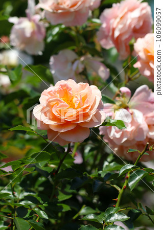 Flower bush of pale pink rose 'Sanger Hauser Ubireumsloose (Germany) 106099057