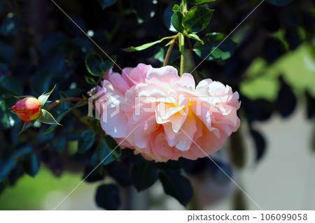 White-pink 'Zanger Hauser ubiquileumsrose (Germany) flower (natural light, macro close-up photo) 106099058