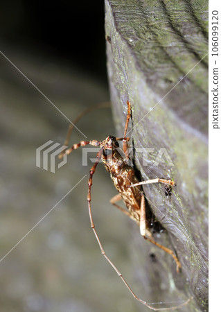 Black ants gather on the corpse of a long-horned beetle still standing on a tree trunk after it has died (using a macro lens) 106099120