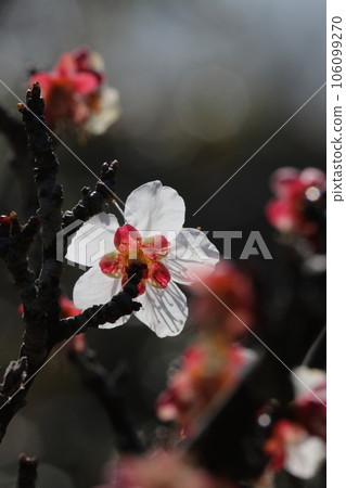 春天陽光下白色花瓣半透明的梅花後視圖（微距鏡頭，自然光攝影） 106099270