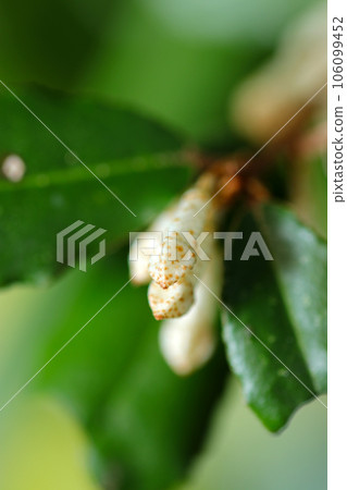 Primitive and sober small white flowers of Nawashirogumi (using a macro lens, natural light, close-up photography) 106099452