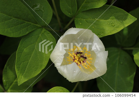 A cup-shaped white peony flower with a beautiful transparency wet with evening dew (using a macro lens, natural light, close-up photo) 106099454