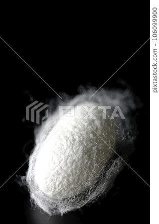Photographing white cocoon balls produced by silkworms against a black background 106099900
