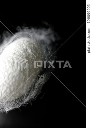 Photographing white cocoon balls produced by silkworms against a black background Photographing white cocoon balls produced by silkworms against a black background 106099903