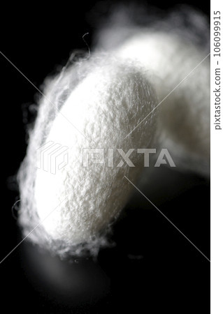 Photographing white cocoon balls produced by silkworms against a black background Photographing white cocoon balls produced by silkworms against a black background 106099915