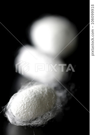 Photographing white cocoon balls produced by silkworms against a black background 106099918