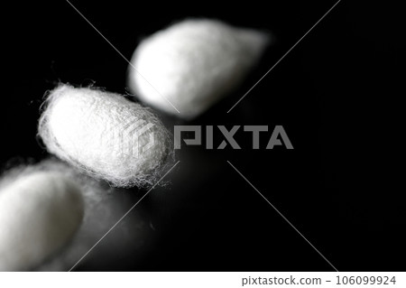 Photographing white cocoon balls produced by silkworms against a black background 106099924