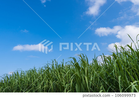 藍天和白色雲彩和甘蔗領域 106099973