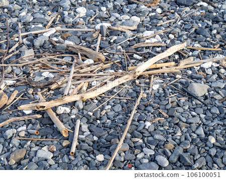 在海岸的漂流木。 106100051