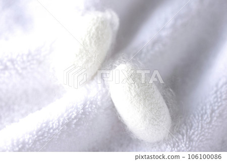 Photographing the white cocoon balls produced by silkworms on a towel Photographing the white cocoon balls produced by silkworms on a towel 106100086