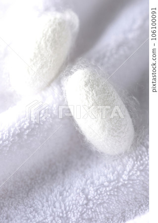 Photographing the white cocoon balls produced by silkworms on a towel Photographing the white cocoon balls produced by silkworms on a towel 106100091