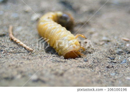 聖甲蟲幼蟲挖沙 聖甲蟲幼蟲挖沙 106100196