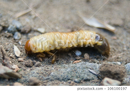 Caterpillar larvae 106100197
