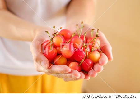Woman's hand holding a pile of cherries Woman's hand holding a pile of cherries 106100252