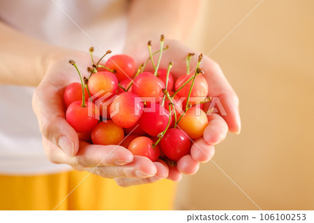 Woman's hand holding a pile of cherries Woman's hand holding a pile of cherries 106100253