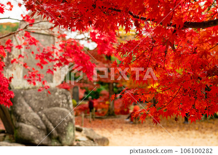 Ashimori feudal lord feudal lord's garden Kinsuien in late autumn Maple leaves and stone monument 2 Ashimori, Kita Ward, Okayama City, Okayama Prefecture Ashimori feudal lord feudal lord's garden Kinsuien in late autumn Maple leaves and stone monument 2 Ashimori, Kita Ward, Okayama City, Okayama Prefecture 106100282