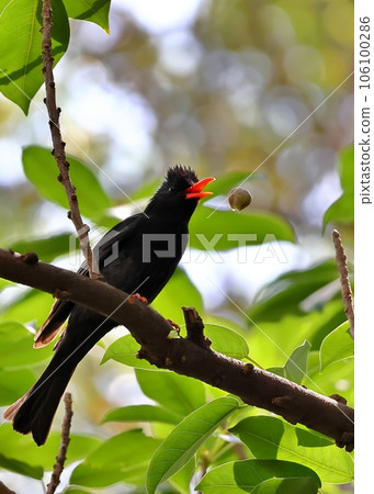 紅嘴黑鵯吃雀榕果 106100286