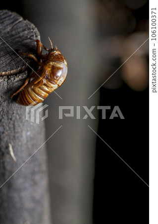Emergence of Abra Zemi 106100371