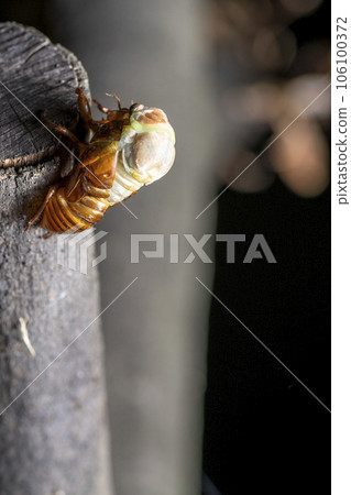 Emergence of Abra Zemi 106100372