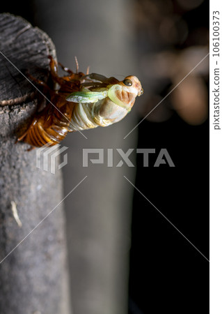 Emergence of Abra Zemi 106100373