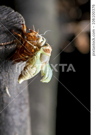 Abra Zemi的出現 106100376