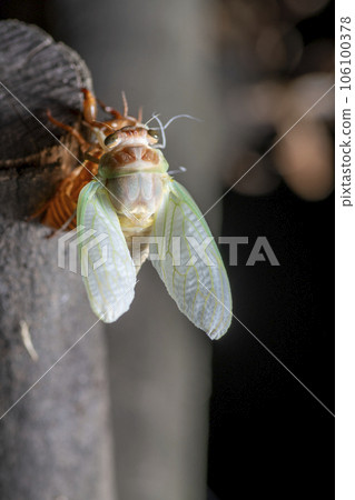 Emergence of Abra Zemi 106100378