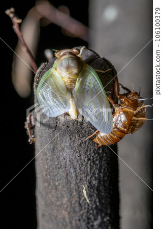 Emergence of Abra Zemi Emergence of Abra Zemi 106100379