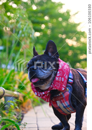 French bulldog and summer morning walk French bulldog and summer morning walk 106100380