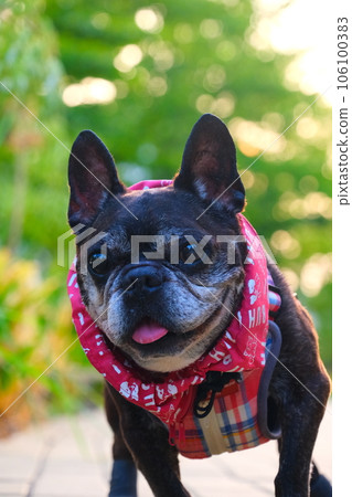 法國鬥牛犬和夏日早晨散步 法國鬥牛犬和夏日早晨散步 106100383
